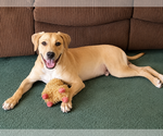 Small Labrador Retriever Mix
