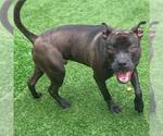 Small #41 American Pit Bull Terrier Mix