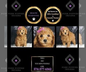 Poodle (Toy) Puppy for sale in WARSAW, IN, USA
