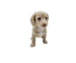 Small Photo #6 Dachshund Puppy For Sale in BALLWIN, MO, USA