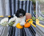 Small #4 Goldendoodle-Poodle (Miniature) Mix