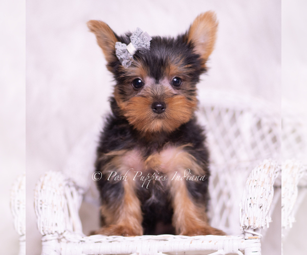 Medium Photo #4 Yorkshire Terrier Puppy For Sale in WARSAW, IN, USA