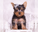 Small Photo #4 Yorkshire Terrier Puppy For Sale in WARSAW, IN, USA
