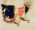 Small Photo #2 Pomeranian Puppy For Sale in OTTAWA, OH, USA