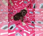 Small #5 YorkiePoo