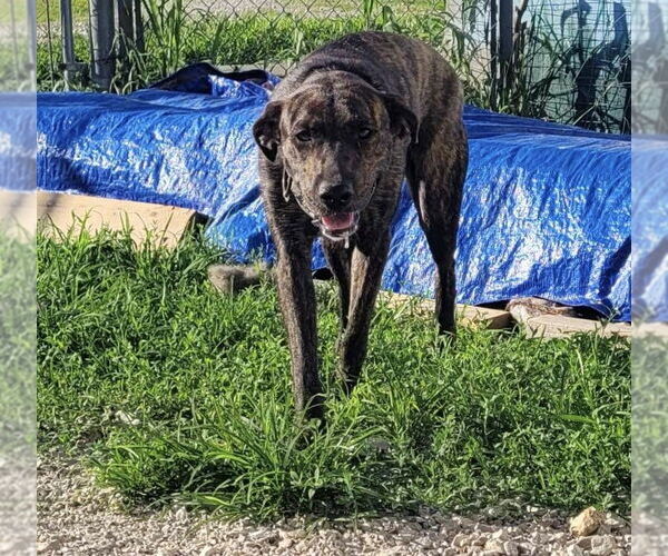 Medium Photo #1 Catahoula Leopard Dog-Unknown Mix Puppy For Sale in Stover, MO, USA