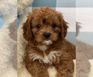 Cavapoo Puppy for sale in LOUDONVILLE, OH, USA