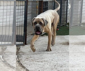 Mutt Dogs for adoption in Goodyear, AZ, USA