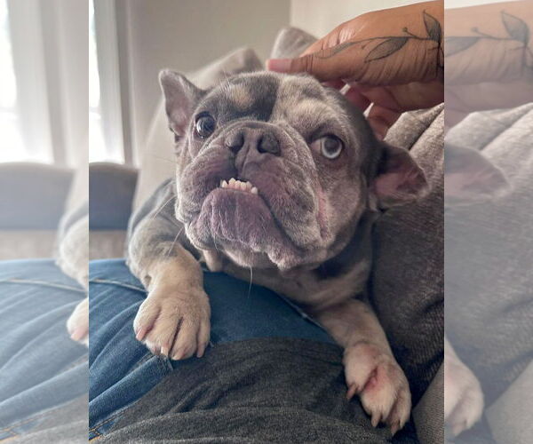 Medium Photo #8 French Bulldog-Unknown Mix Puppy For Sale in Corona, CA, USA