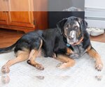 Small Photo #4 Coonhound Puppy For Sale in Boonton, NJ, USA