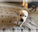 Small #62 Labrador Retriever