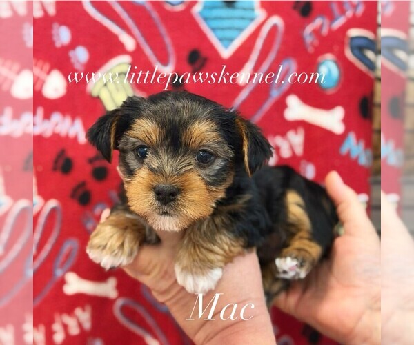 Medium Photo #1 Yorkshire Terrier Puppy For Sale in WINNSBORO, LA, USA