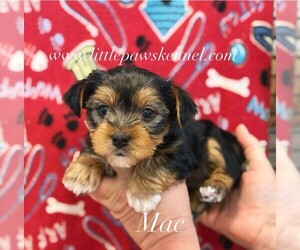Yorkshire Terrier Puppy for sale in WINNSBORO, LA, USA