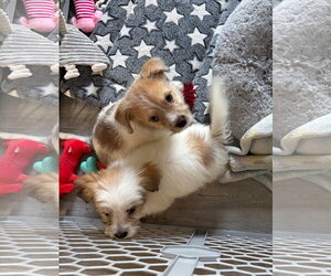 Andie - NO MORE APPLICATIONS PLEASE!!! - Female Cairn Terrier-Unknown Mix Dog for Adoption - Photo #2