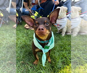 Chiweenie Dogs for adoption in Newport Beach, CA, USA