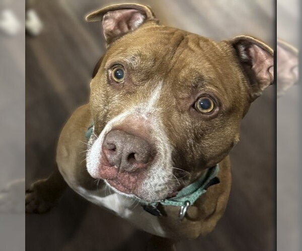 Medium Photo #3 Mutt Puppy For Sale in Fargo, ND, USA