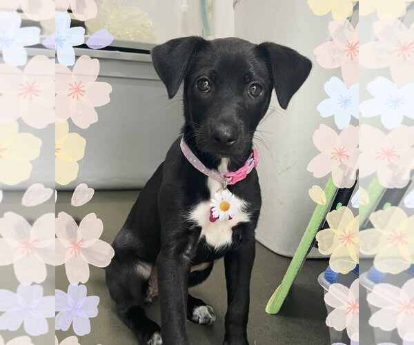 Medium Photo #1 Lab-Rat Terrier Puppy For Sale in Mobile, AL, USA