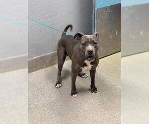 Mutt Dogs for adoption in Las Vegas, NV, USA