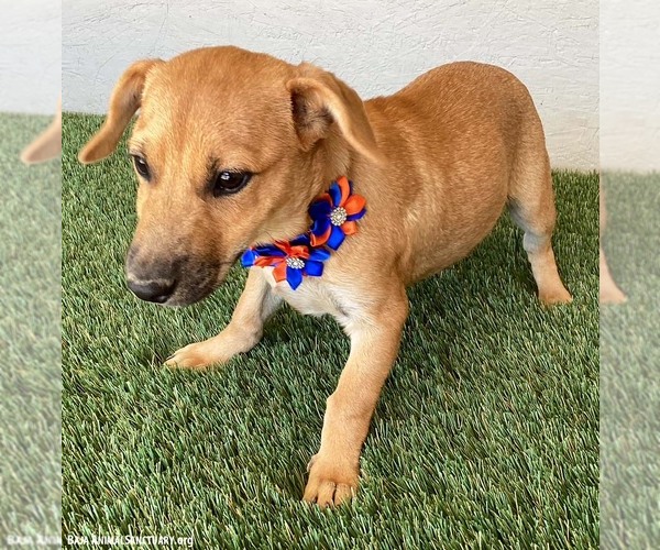 Medium Photo #4 Chiweenie Puppy For Sale in San Diego, CA, USA