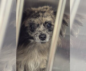 Mackie - Male Chiranian Dog for Adoption - Photo #4