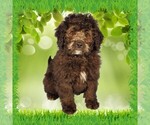 Puppy Raphael Bernedoodle (Miniature)