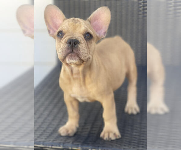 Medium Photo #2 French Bulldog Puppy For Sale in ANTIOCH, CA, USA