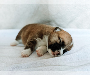 Pembroke Welsh Corgi Puppy for sale in SOULSBYVILLE, CA, USA