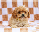 Small #2 Cavapoo (Miniature)