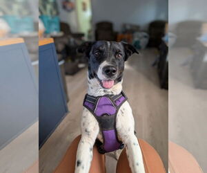 Rottweiler-Unknown Mix Dogs for adoption in Williamsburg, NM, USA