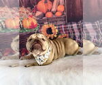 Small #7 Frenchie-Pei