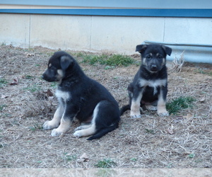 German Shepherd Dog Puppy for sale in POTOSI, MO, USA