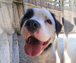 Small American Staffordshire Terrier