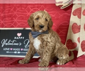 Goldendoodle Puppy for sale in LANCASTER, PA, USA