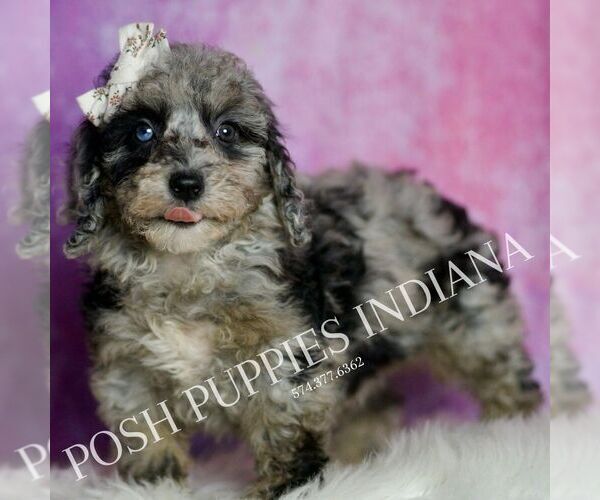 Medium Photo #107 Poodle (Miniature) Puppy For Sale in WARSAW, IN, USA