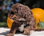 Small #12 Miniature Bernedoodle