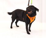 Small #6 Labrador Retriever Mix