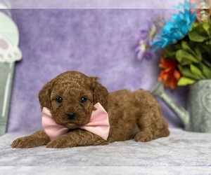 Cavapoo Puppy for sale in LANCASTER, PA, USA