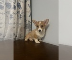 Small Photo #63 Pembroke Welsh Corgi Puppy For Sale in DURHAM, CT, USA