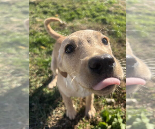 Medium Photo #4 Labrador Retriever-Saint Bernard Mix Puppy For Sale in Aurora, IN, USA