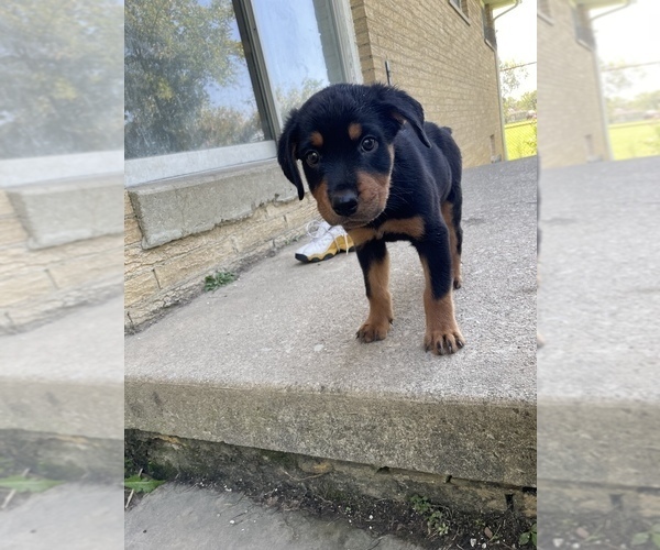Medium Photo #1 Rottweiler Puppy For Sale in CLEVELAND, OH, USA