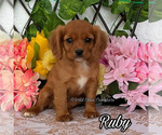 Image preview for Ad Listing. Nickname: Ruby