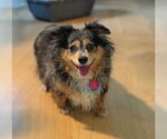 Small Pomeranian Mix