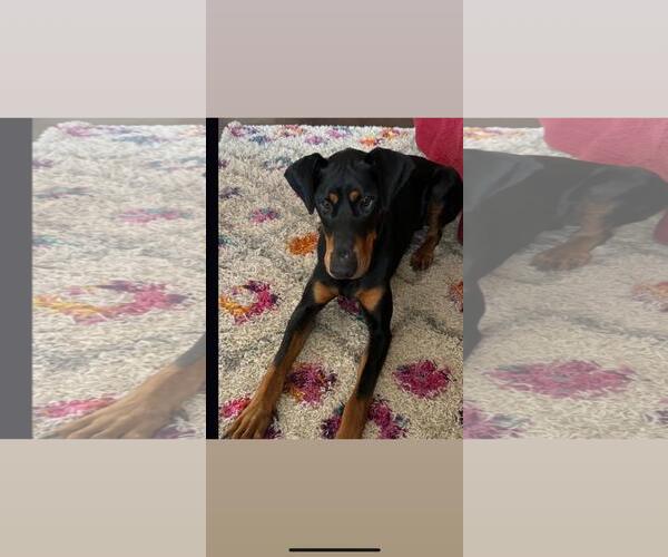 Medium Photo #3 Doberman Pinscher Puppy For Sale in Hayward, CA, USA