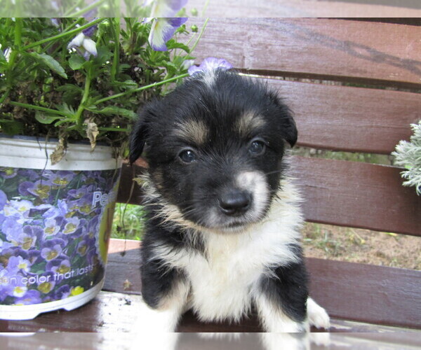 Medium Photo #2 Huskimo Puppy For Sale in KALAMAZOO, MI, USA
