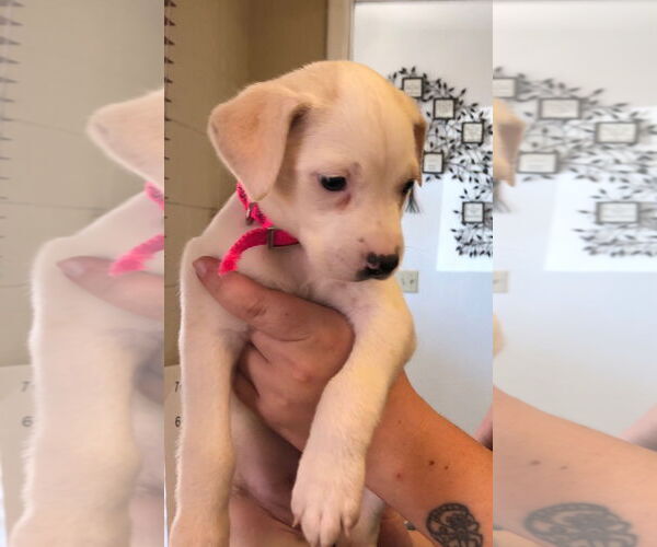 Medium Photo #2 Labrador Retriever-Unknown Mix Puppy For Sale in Amarillo, TX, USA
