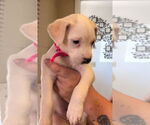 Small #1 Labrador Retriever Mix