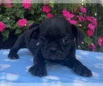 Small #15 Puggle