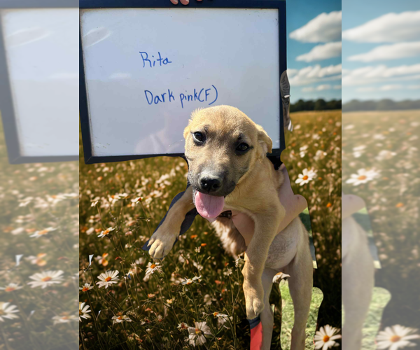 Medium Photo #1 Labrador Retriever-Unknown Mix Puppy For Sale in garner, NC, USA