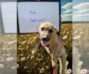 Labrador Retriever-Unknown Mix Dogs for adoption in garner, NC, USA