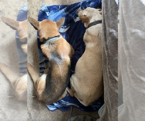 German Shepherd Dog-Vizsla Mix Puppy for sale in BONANZA, OR, USA